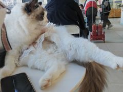 -怪兽屋·羊驼·猫咖·狗咖(俊华广场店)