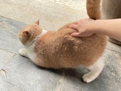 -伟伟宠物医院·CT影像中心·瑞派犬猫综合性门诊(汉口总院)