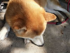 -柴犬高等学院·狗咖·柴犬售卖·宠物训练