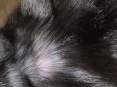 -PETKIT小佩宠物(古北店)