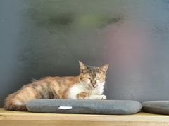 -花溪牛肉米粉(华兴东街店)