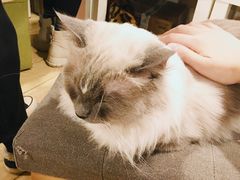 -Cappucimeow猫咪咖啡馆(韦伯时代店)