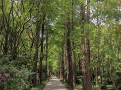 -上海滨江森林公园