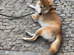 -黎里古镇