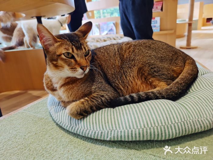 CAT’S MEWSTAR CAFE·喵星球猫屋(晴湾咖啡店)图片