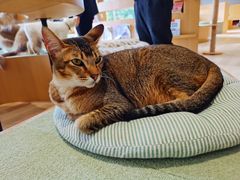 -CAT’S MEWSTAR CAFE·喵星球猫屋(晴湾咖啡店)