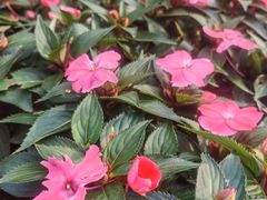 -沈阳植物园