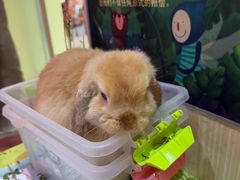 -宠物兔专门店(天丰利市场店)