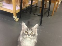 -十年猫舍·猫咪专门店(普陀店)