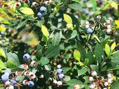 -金谷域澳洲庄园