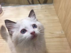 -屋虎猫馆(宝安大仟里店)