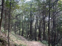 -南山植物园