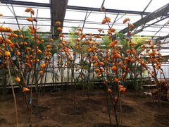 -兰陵国家农业公园