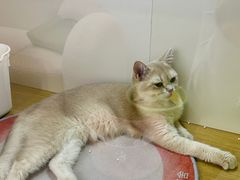 -青奢宠物·青奢猫舍