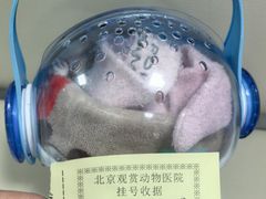 -北京观赏动物医院·24小时大型综合·猫专科·异宠专科