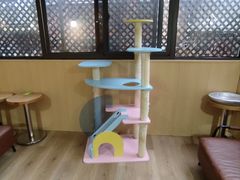 -MOCHA明星猫咖(田子坊店)