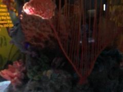 -暹罗海洋世界