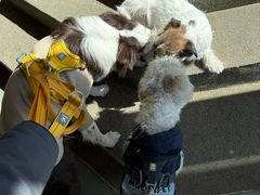 -爪吧宠物乐园 (温榆河示范区店)