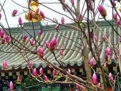 -护国法轮寺