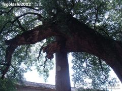 -新安江山水画廊风景区