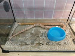 -Moni星球萌宠·小马宝莉·灵蛇·高端高阶全萌宠互动体验俱乐部(红豆国际广场店)