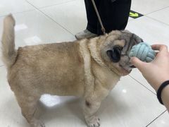 -美联众合动物医院·24h京西诊疗中心
