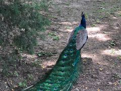 -北京麋鹿生态实验中心