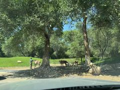 -北京野生动物园