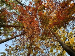 -金鸡湖桃花岛
