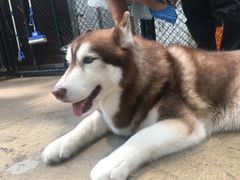 -TrueLove @ Neverland (Husky Cafe)