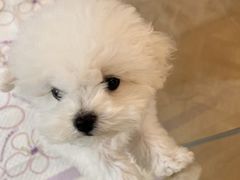 -翊宠yipet猫狗购宠庄园犬舍•猫舍