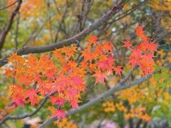 -花开海上生态园