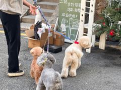 -溪岸路花鸟市场