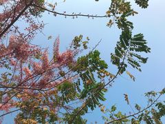 -深圳湾公园(南山区)