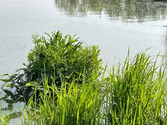-滨湖塘西河公园