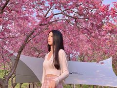 -天适樱花悠乐园