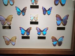 -上海昆虫博物馆