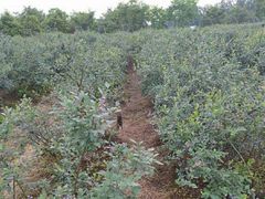 -金谷域澳洲庄园