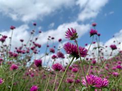 -松山湖梦幻百花洲
