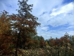 -溱湖国家湿地公园