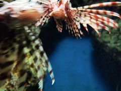 -福州罗源湾海洋世界旅游区