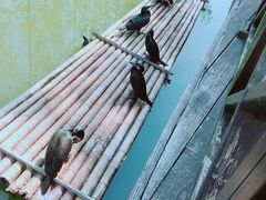 -合肥滨湖国家森林公园