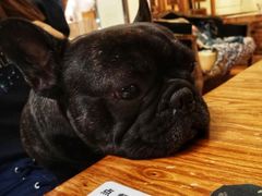 -more than meow吴止猫主题餐厅(承德 中船汇店)