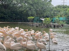-广州长隆飞鸟乐园