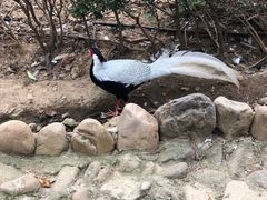 -燕塞湖鸟语林景区