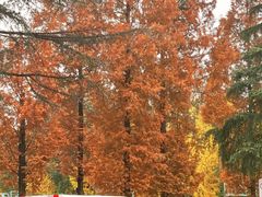 -四川大学(华西校区)