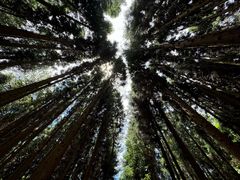 -武陵山森林公园