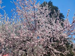 -桃花堤公园