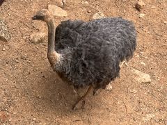 -昆明动物园