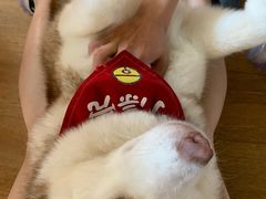 -Husky Go! 哈士奇体验馆·宠物咖啡厅狗咖